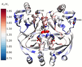 A global map for dynamic regulation of allostery in CAP