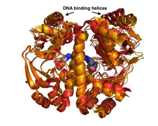 Superposition of crystal structures of Apo GlxR (red) with cAMP bound GlxR (orange) showing the motion of DNA-binding helices.