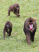 Mandrills