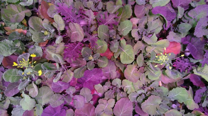 A dense mat of Brassica plants taken from above, differing in leaf shape and coloured from green to purple, with a two plants beginning to open flowers while others have no buds visible.