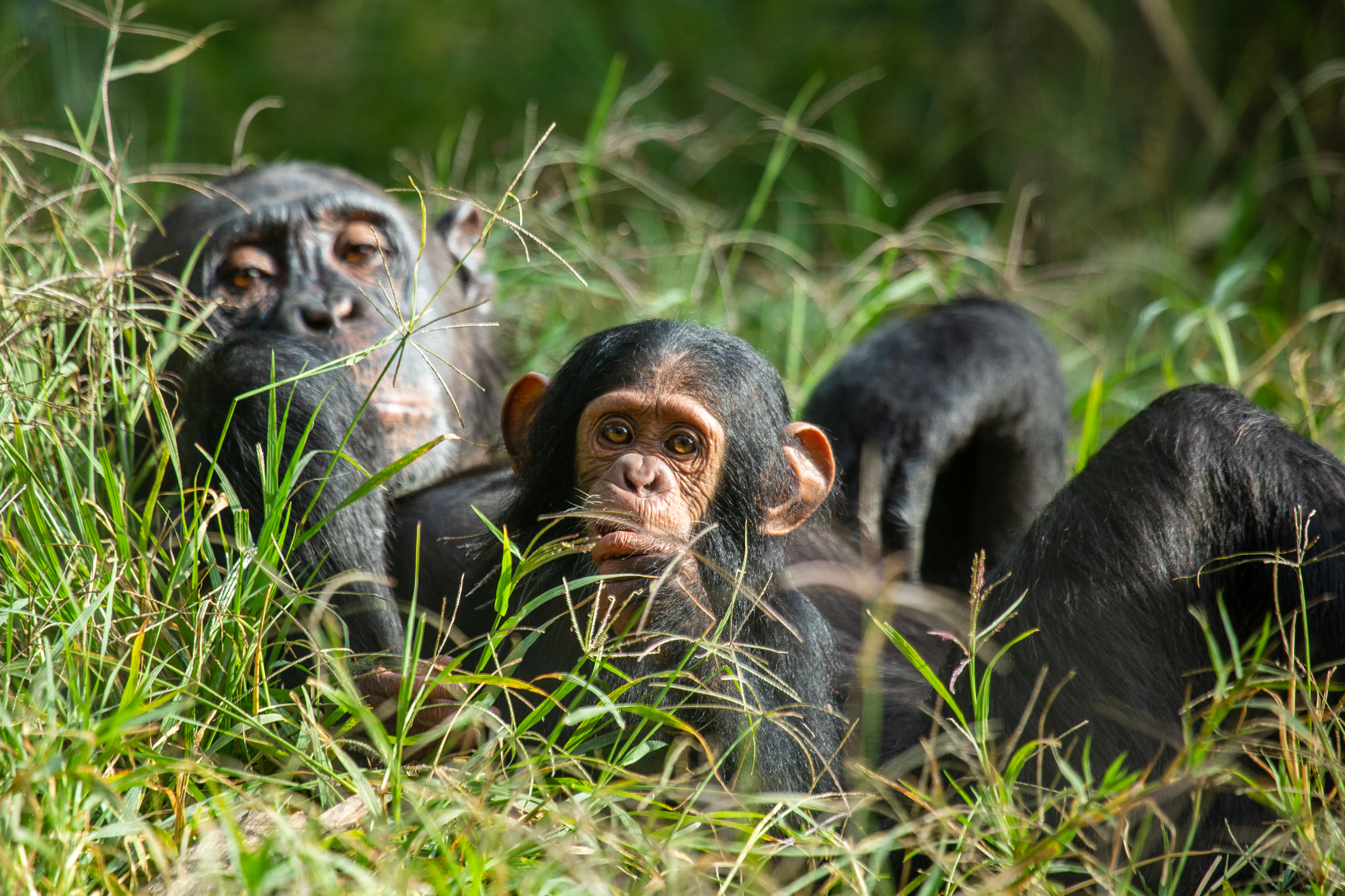 Dallas and Debbie, two chimpazees I work with at Chimfunshi Wildlife Orphanage Trust