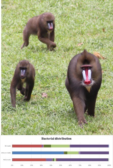 Mandrills at CIRMF, Gabon