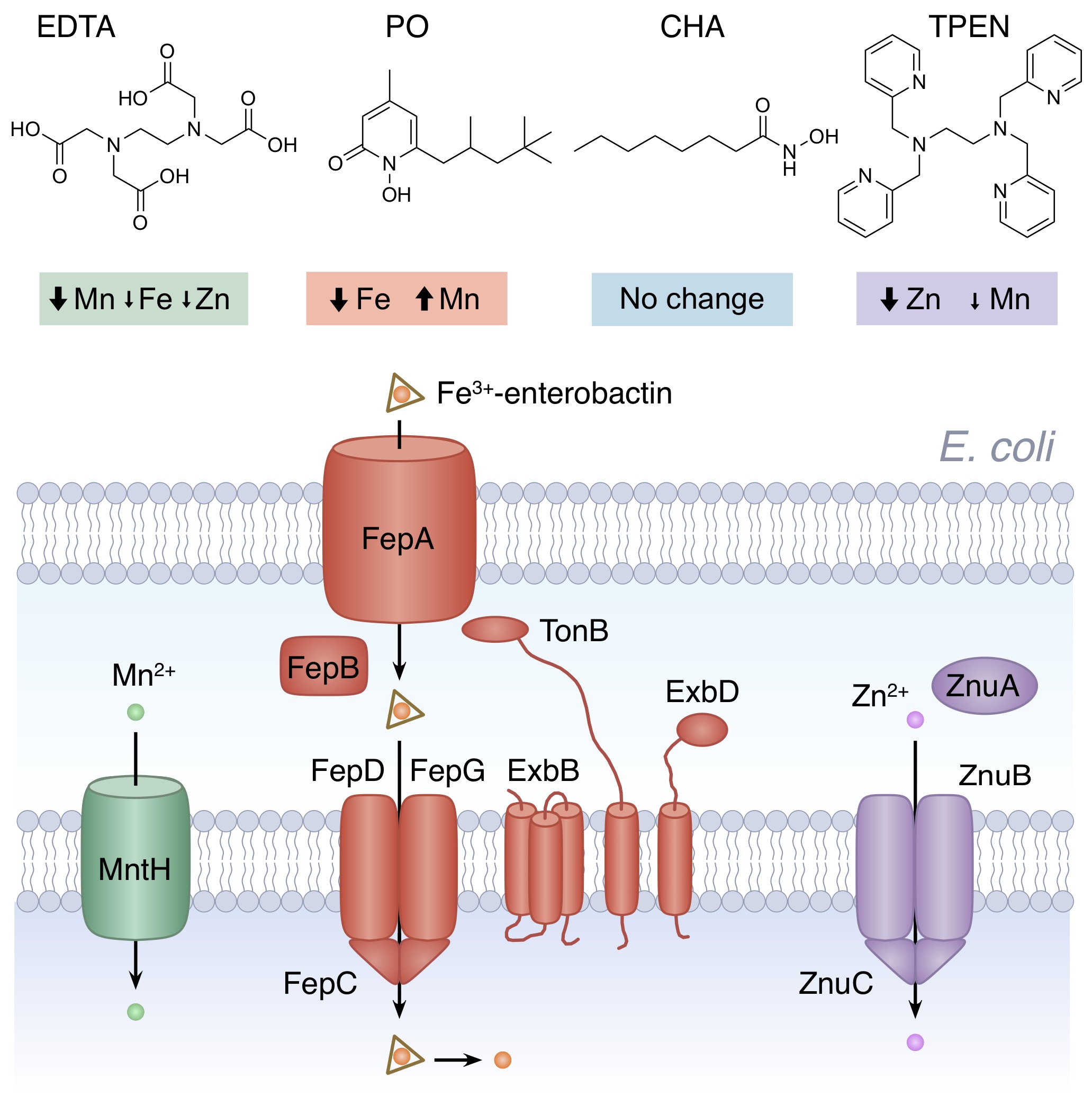 Chelating agents as antibacterials