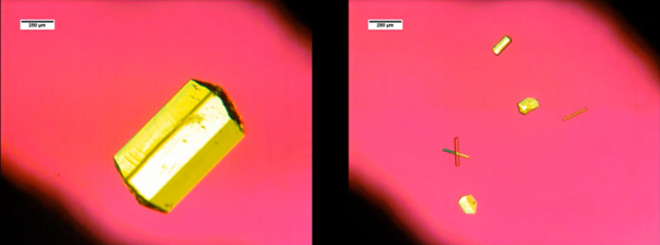 In-situ crystal growth of glycine crystals in (left) non-confined bulk solution, and (right) confined structured ternary fluid.
