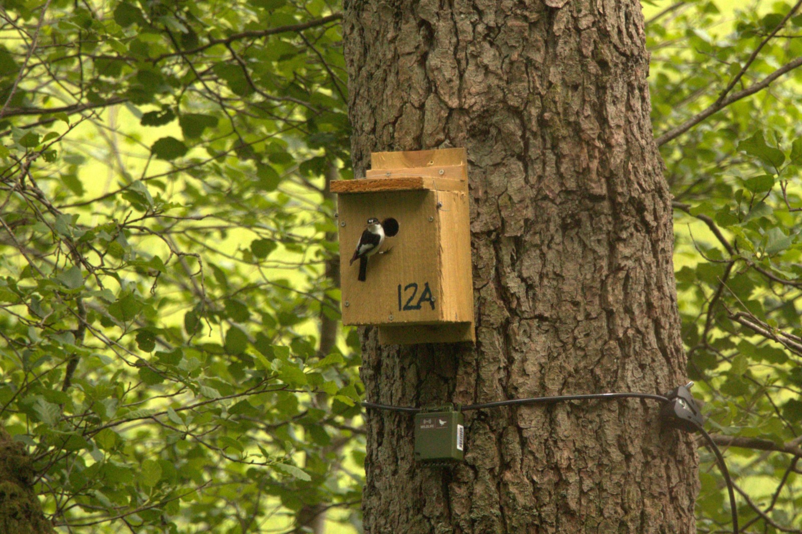 A male pied flycatcher perching at the nest box entrance hole with food.