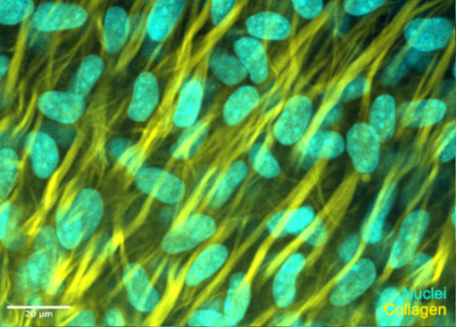 Cell image