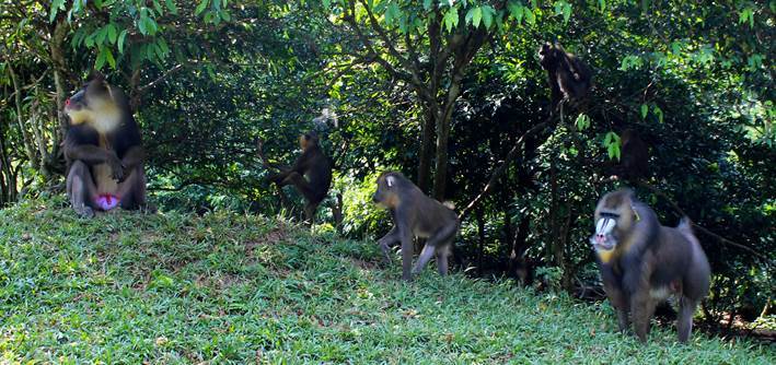 Mandrills